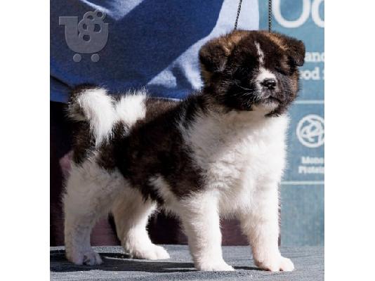 Αμερικάνικα κουτάβια Akita
